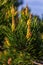 sylvestris Scotch European red pine Scots or Baltic pine. closeup macro selective focus branch with cones flowers and pollen over