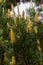 sylvestris Scotch European red pine Scots or Baltic pine. closeup macro selective focus branch with cones flowers and pollen over