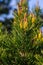 sylvestris Scotch European red pine Scots or Baltic pine. closeup macro selective focus branch with cones flowers and pollen over