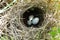 Sylvia communis. The nest of the Whitethroat in nature. Common C