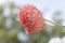 Sylvia Craig Hunter Dahlias - Side View with Sky Background