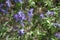 Sylvia flower field on green leaves background