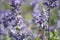 Sylvia flower field on green leaves background