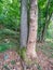 Symbiosis of beech maple. Two trees growth together