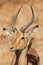 Symbiosis, Impala with oxpecker