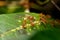 Symbiosis, Red Ant Sucking Nectar Honeydew from aphids