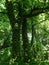 Symbiosis - trees and ivy, Dendrological Garden in PoznaÅ„, Poland