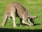 Symbol of Australia Kangaroo in the process of eating