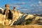 Symbol of Cappadocia - Fairy Chimney or Multihead stone mushrooms in Pasabag Valley, Anatolia,