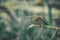 Symbol Of Change Concept: A Dragonfly Warming Up In The Sun Before Taking Off, Blurred Green Meadow Background, Bright Sunny Summe