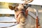 Symbol of Christmas-a deer with one horn, harnessed to a sleigh, standing in the snow on a Sunny winter day, close-up looks at the