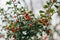 Symbol of Christmas in Europe. Close-up of holly acicular - beautiful red berries and sharp leaves on tree in cold