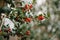 Symbol of Christmas in Europe. Close-up of holly acicular - beautiful red berries and sharp leaves on tree in cold