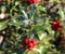 Symbol of Christmas in Europe. Closeup of holly beautiful red berries and sharp leaves on a tree in autumn weather.