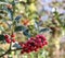 Symbol of Christmas in Europe. Closeup of holly beautiful red berries and sharp leaves on a tree in autumn weather.