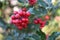 Symbol of Christmas in Europe. Closeup of holly beautiful red berries and sharp leaves on a tree in autumn weather.