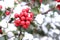 Symbol of Christmas in Europe. Closeup of holly beautiful red berries and sharp leaves on a tree in autumn weather