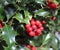 Symbol of Christmas in Europe. Closeup of holly beautiful red berries and sharp leaves on a tree in autumn weather.