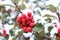 Symbol of Christmas in Europe. Closeup of holly beautiful red berries and sharp leaves on a tree in cold winter weather.