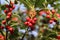 Symbol of Christmas in Europe. Closeup of holly beautiful red berries and sharp leaves on a tree in cold winter weather