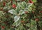 Symbol of Christmas in Europe. Closeup of holly beautiful red berries and sharp leaves on a tree in cold winter weather
