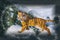 Symbol Head of the New Year 2022, the year of the Tiger in China and East Asia, the background for a festive greeting card, invita