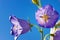 Symbol of honesty bluebell flower close-up