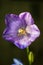 Symbol of honesty bluebell flower sole close-up