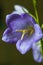 Symbol of honesty bluebell flower sole close-up