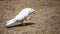 Symbol of hope and peace White pigeon pose for portraiture eyes closed itching her face