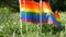 Symbol of LGBT Gay lesbian transgender queer rights, activism love equality and freedom rainbow flags on the grass lawn