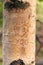 Symbol of love engraved on a tree - Vertical