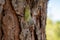 Symbol of Provence, 1 day young cicada orni insect sits on tree close-up