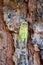 Symbol of Provence, 1 day young cicada orni insect sits on tree close-up