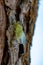 Symbol of Provence, 1 day young cicada orni insect sits on tree close-up