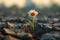 Symbol of resilience Hopeful flower blooms amidst arid soil