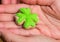 Symbol of the spring holiday day saint patrick green leaf clover mastic cookies on palms
