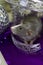 Symbol of the year. A gray mouse sits on a background of Christmas decorations and decorations of a silver-violet scale.