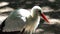 A Symbolic Black And White Stork Standing on a Lake Bank, Cleaning Its Feather