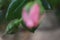 Symbolic of blossoms. A bushy roses. Lush foliage. Pink petals. Blurred photo.