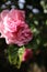 Symbolic of blossoms. Queen of Flowers. A bushy tree with pink flowers. Daylight.