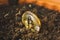 Symbolic golden coin of bitcoin growing in soil