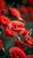 Symbolic red poppies on black remembrance day, armistice day, anzac day tribute