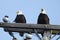 Symbolic twins, wildlife, birds, bald eagles