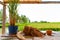 Symbols of rice farming and spanish agriculture in display on table with countryside landscape on sunny day with paddy field in