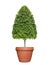 Symmetric cone shape trim topiary tree on clay pot isolated on white background for outdoor and garden design