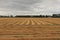 A symmetric field with drying flax plants in holland