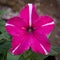 Symmetric frontal shot of pink petunia blossom