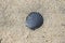 Symmetric Gray Scallop Shell on Sand