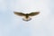 Symmetric silhouette of kestrel falco tinnunculus in flight